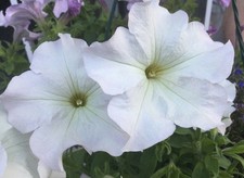 50 Samen Petunien Komplett