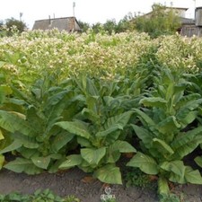 Tabak Virginia Gold 300+ Stück frische Samen, Nicotiana tabacum, Tabaksamen