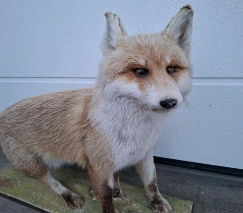 Fuchs rotfuchs auf dekopodest - rotfuchs,