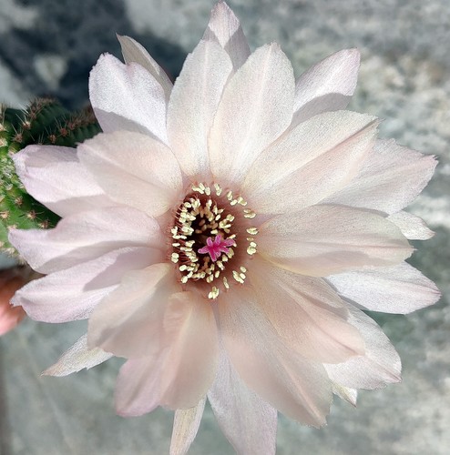 Chamaecereus perlmutt kaktus - chamaecereus,