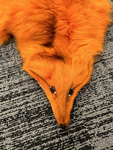 Polarfuchs pelz orange - polarfuchs,