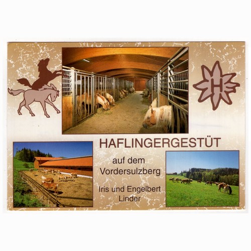 Haflinger pferde - ak,