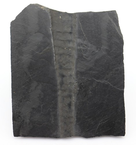Nautiloid orthoceras sp - orthoceras,