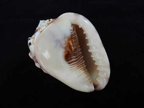 Sea shell cassis flammea - shell,