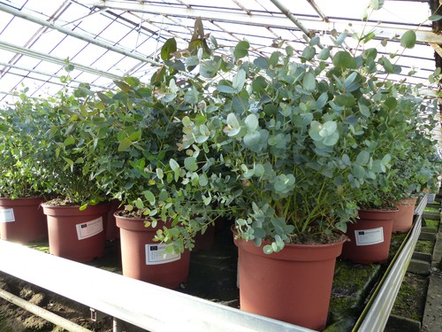 Xxl eucalyptus gunni gunnii - gunni,