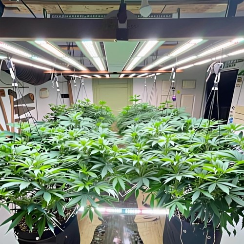 1000w samsungled grow light - samsungled,