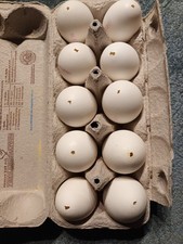 10 ausgeblasene Eier