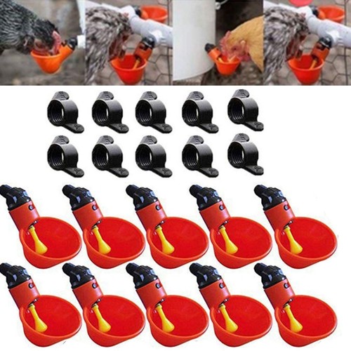 Stück papageien - 10,