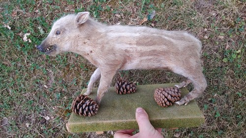 Tierpräparat wildschwein - tierpräparat,