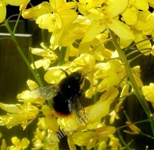 Foto 6x4 Eine Hummel in