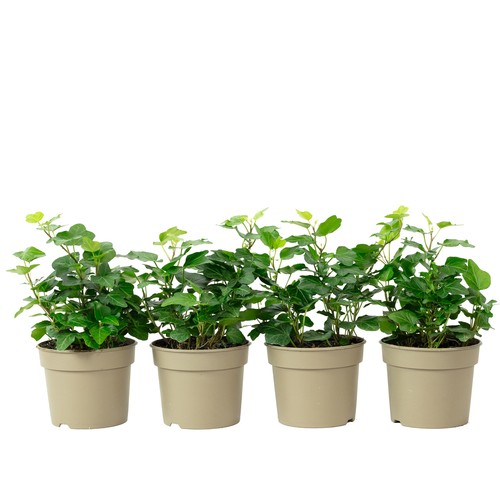 4er set gemeiner - 4er-set,