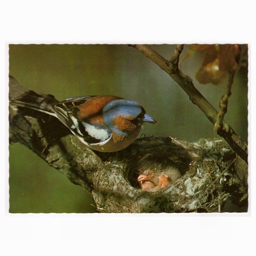 Buchfink mit jungen - buchfink,