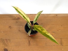 Philodendron Caramel Marble