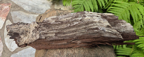 Versteinertes holz aus zwenkau - aus,