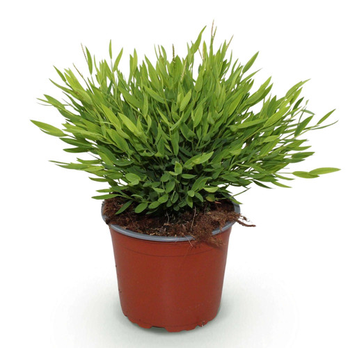 Bambus pogonatherum monica - bambus,