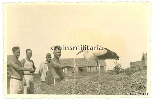 Orig foto soldaten mit storch - orig.,
