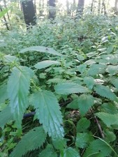 50g  Bio Brennessel Blätter Tee  aus Deutschland Öko Brennesseltee handverlesen