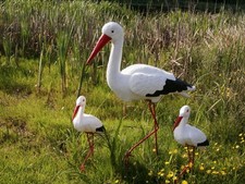 Storch familie als set - familie,