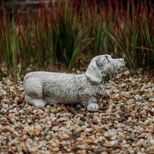 Rauhaardackel Dackel Hund