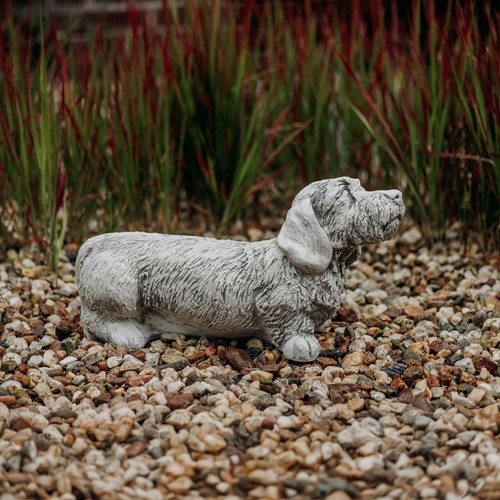 Rauhaardackel dackel hund - rauhaardackel,