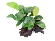 Anubias barteri auf Wurzel (ca. 10 bis 20cm) Aquarium Pflanze Dennerle 30213