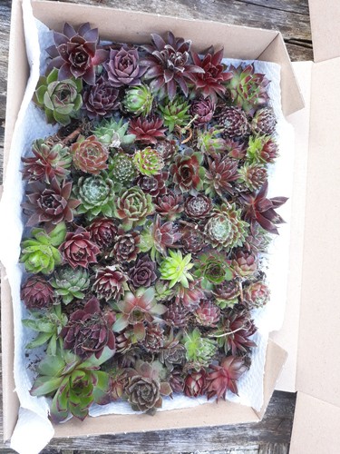 Sempervivum verschiedene - sempervivum,