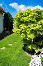 Acer shirasawanum 'Aureum'  /