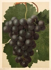 Rebsorte Gros Colman