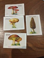 Konvolut 4 alte Bilder / BLECAO BLEDINE / Thema Pilz - CHROMOS 