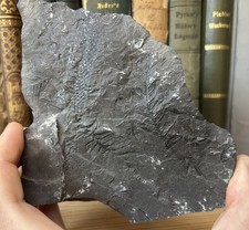 BÄRLAPP Lycopodium Ruhrkarbon