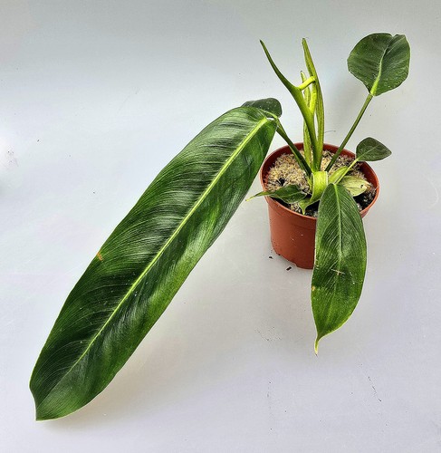 Sehr schöner philodendron - schöner,