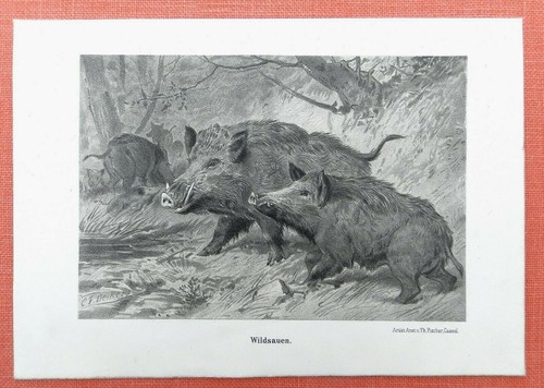 Wildsauen wildschwein sus - wildsauen,