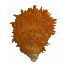 Echte muschel spondylus - echte,