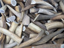 1 kg  Hirschgeweihe 10-15 cm - Krone Gehörn Geweihstangen Rothirsch Deko basteln