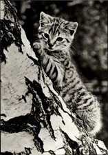 Ak Getigerte Katze, Junge Katze, Kätzchen beim Baumklettern - 4543043