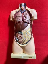 SOMSO Torso Lehrmodell Anatomie menschlicher Körper Modell Nr. 86