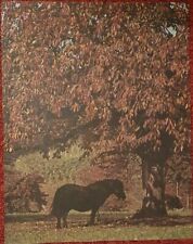 Poster Bild Pferdeposter Pferde, Shetlandpony 