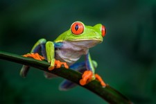 Wandbild: Rotäugiger