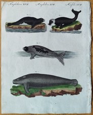 Seal Walrus - Bertuch Original