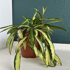 1 großer Ableger Wachsblume Hoya wayetii, tricolor panaschiert DUFTEND!