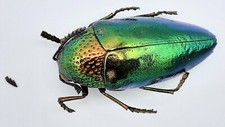 Buprestidae, Sternocera