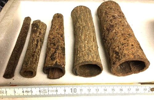Seemandelbaumrinde röhre - seemandelbaumrinde,