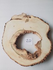 Int20 XL Deko Baumscheibe Ahorn 63x57x6 hohl ca.70 Jahre Holzscheibe Tischplatte