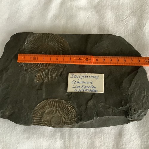 Ammoniten dactylioceras - ammoniten,,