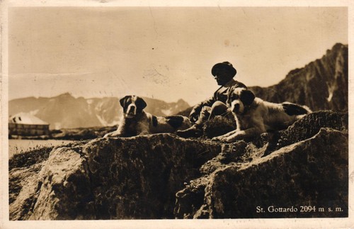 Hunde bernhardiner st - hunde,,