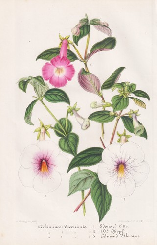 Achimenes schiefteller widow - achimenes, widow's