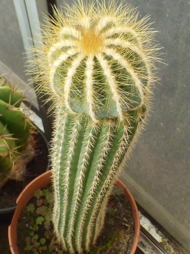 Notocactus magnificus