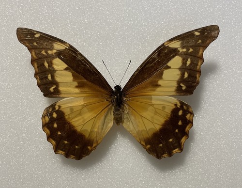 Entomologie morpho rhetenor - entomologie*morpho,