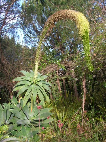 Agave attenuata - attenuata,