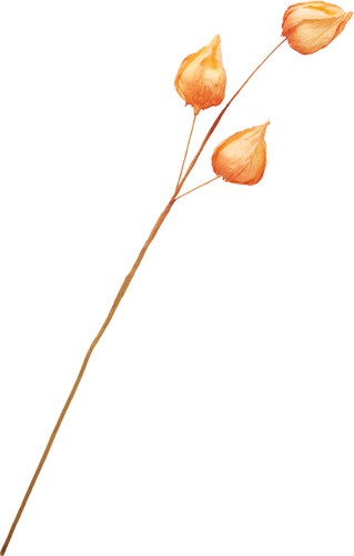 Physalis zweig 40cm papier - 40cm,